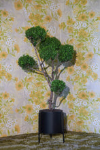 Load image into Gallery viewer, stand 1.S/ incl. planter accessories Monstruosus 
