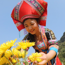 Load image into Gallery viewer, Royal Chrysanthemum Tea Tisane The Qi 

