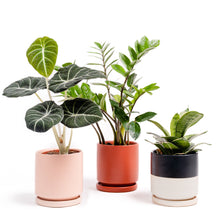 Load image into Gallery viewer, 4.5&quot; Cylinder Pot with Water Saucer INDOOR PLANTERS Momma Pots 
