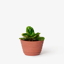 Load image into Gallery viewer, Racine Planter Pots &amp; Planters Areaware 
