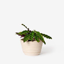 Load image into Gallery viewer, Racine Planter Pots &amp; Planters Areaware 
