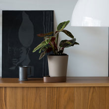 Load image into Gallery viewer, Sip Plant Pot Case Furniture 
