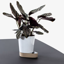 Load image into Gallery viewer, Sip Plant Pot Case Furniture 
